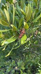 Schistocerca damnifica