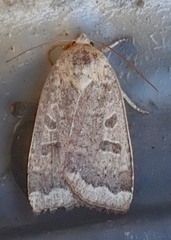 Abagrotis alternata