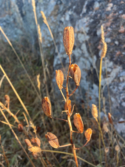 Camassia leichtlinii