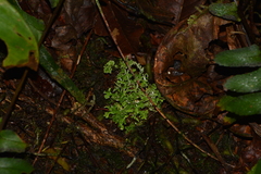 Cladonia ceratophylla