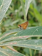 Taractrocera archias