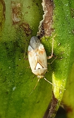 Lygus rugulipennis