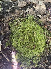 Fissidens taxifolius