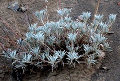 Salvia apiana