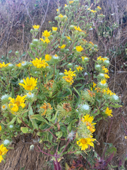Grindelia stricta