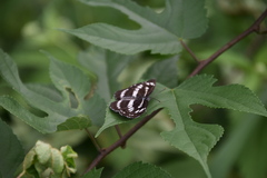 Neptis sappho intermedia