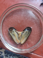 Mytilus edulis