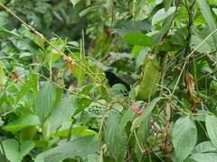 Ramphocelus flammigerus icteronotus