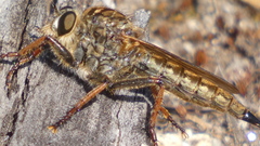 Machimus chrysitis