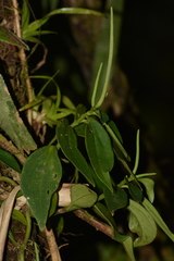 Peperomia