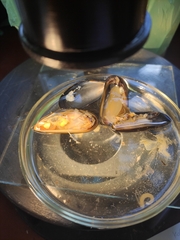 Mytilus edulis
