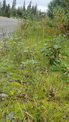 Hieracium umbellatum