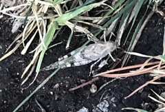 Trimerotropis pallidipennis