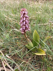 Himantoglossum robertianum