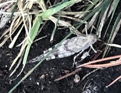 Trimerotropis pallidipennis