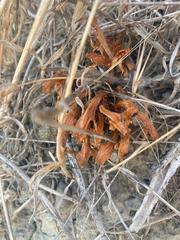 Aphyllon californicum