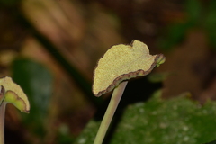 Dorstenia