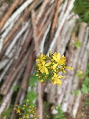 Hypericum hirsutum