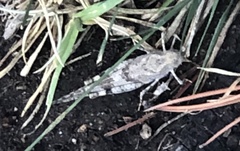 Trimerotropis pallidipennis