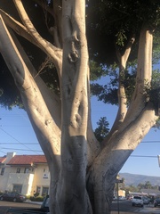 Ficus microcarpa