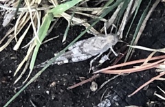 Trimerotropis pallidipennis