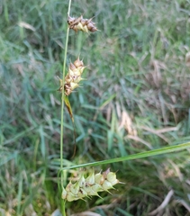 Carex tuckermanii