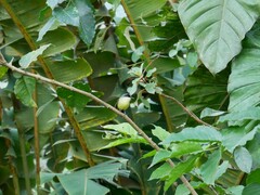 Todirostrum cinereum