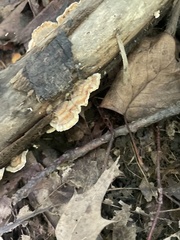 Stereum gausapatum