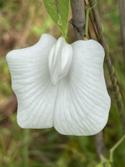 Centrosema virginianum