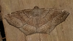 Geometridae