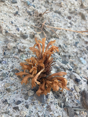 Aphyllon californicum