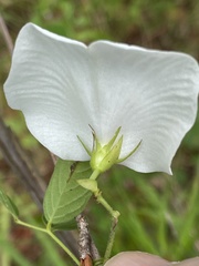 Centrosema virginianum
