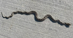 Pituophis catenifer sayi