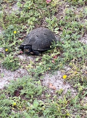 Terrapene carolina major