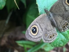 Ypthima horsfieldii humei