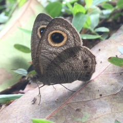 Ypthima horsfieldii humei