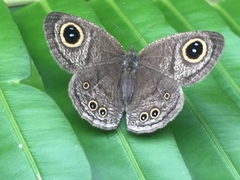 Ypthima horsfieldii humei