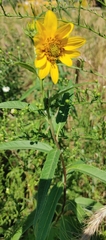 Helianthus grosseserratus