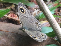 Ypthima horsfieldii humei