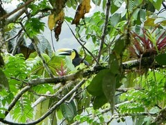 Ramphastos brevis