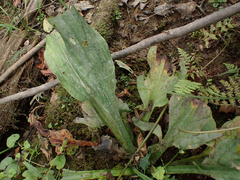 Lysichiton americanus