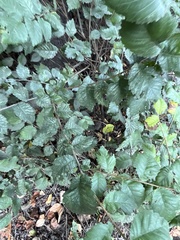 Ulmus minor