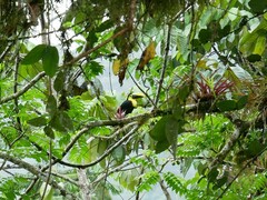 Ramphastos brevis