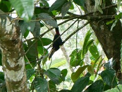 Pteroglossus torquatus