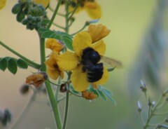 Xylocopa tabaniformis parkinsoniae