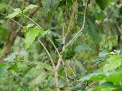 Todirostrum cinereum