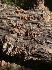 Stereum gausapatum