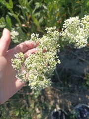 Lepidium draba