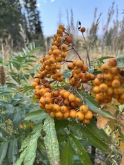 Sorbus scopulina