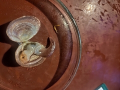 Serripes groenlandicus